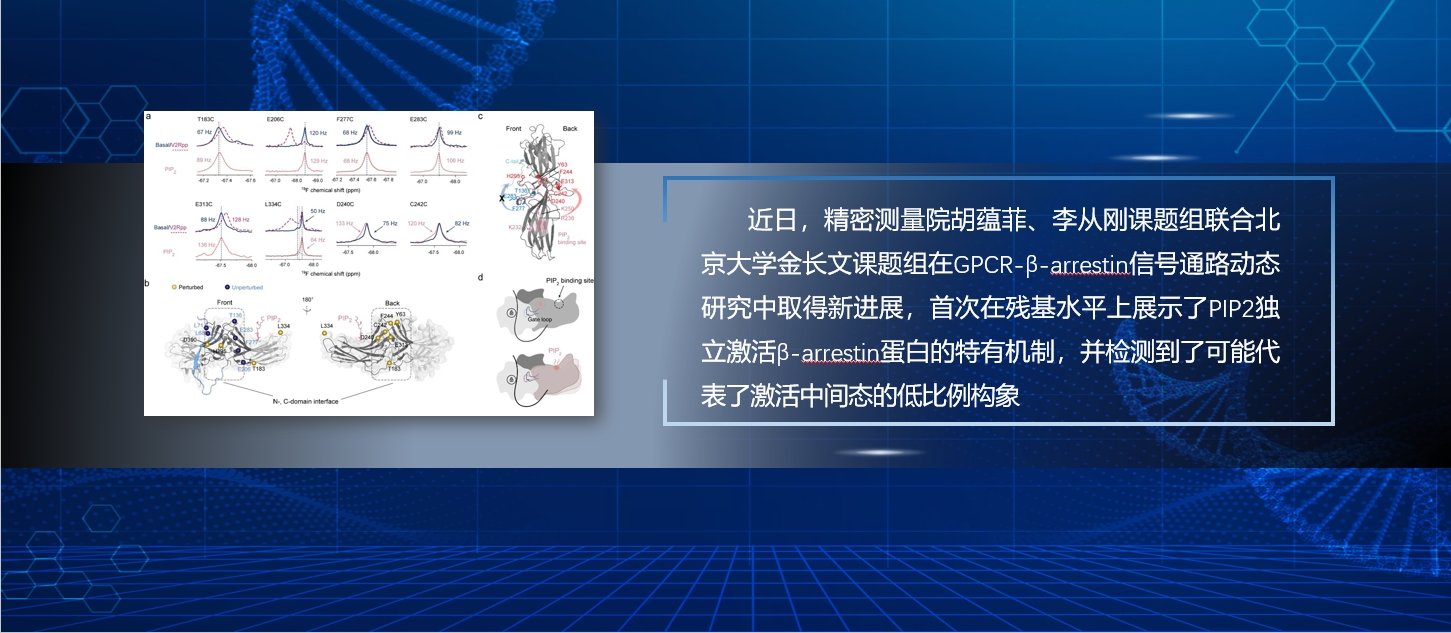 精密测量院与北京大学合作 在GPCR-β-arrestin信号通路动态研究中取得新进展